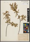 Foto von Salix alba L.